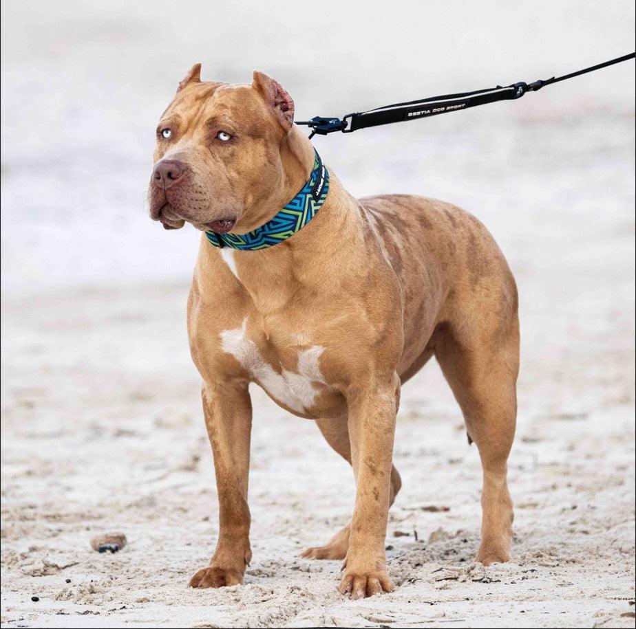 Bestia Dog Sport GripPro Print Collar - Blue&Green - Image 2