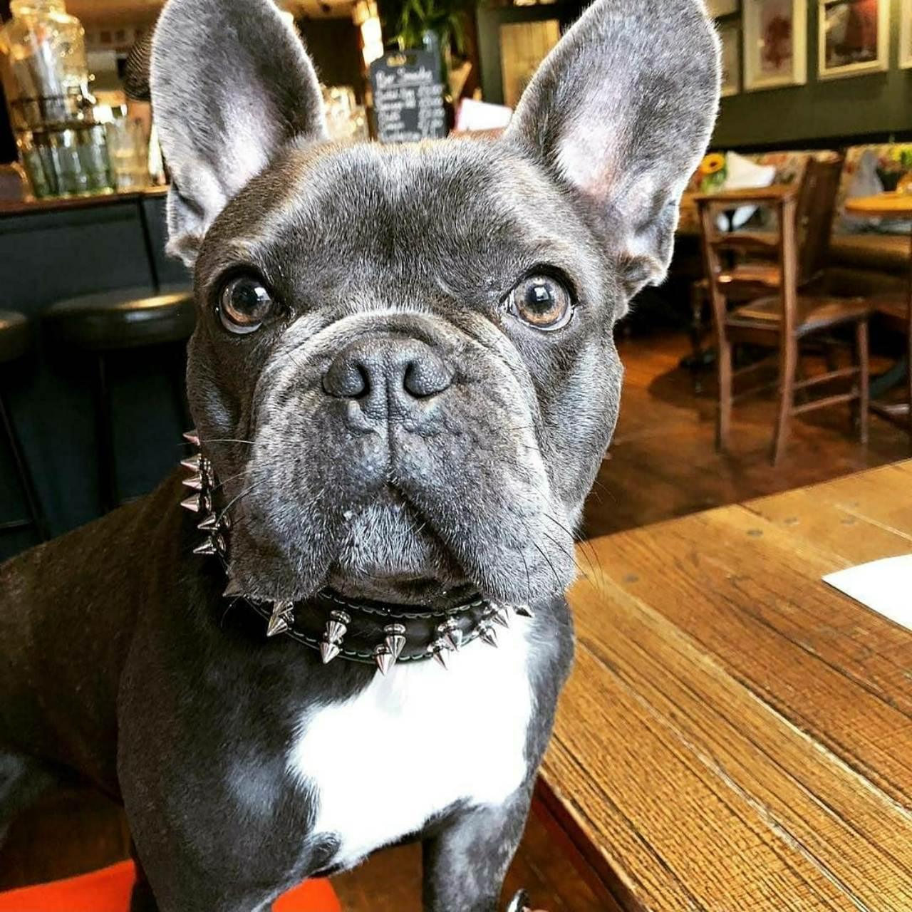 "Frenchie" collar - Image 3