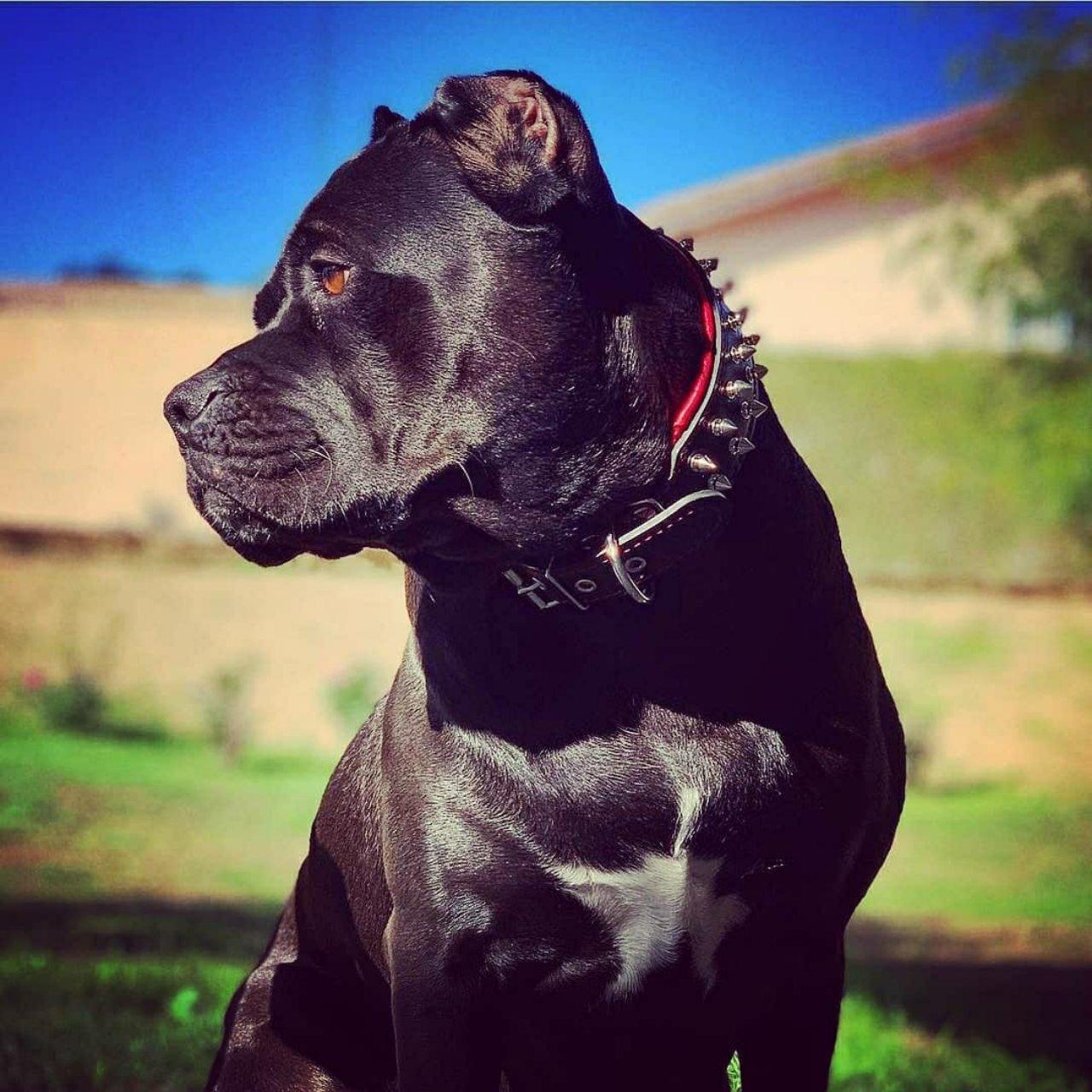 "Frenchie" collar - Image 4
