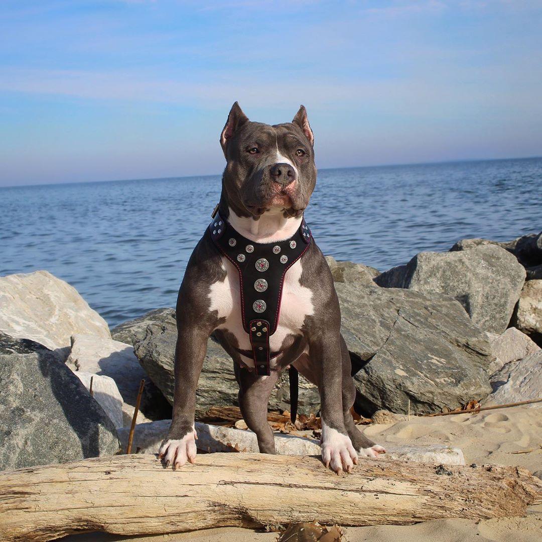 ''Bijou'' harness Black & Red for big dogs - Image 3