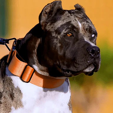 Bestia Dog Sport GripPro Handle Collar - Image 6