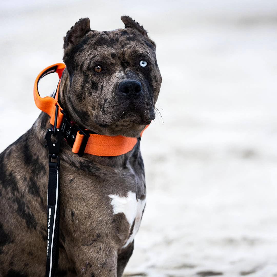Bestia Dog Sport GripPro Handle Collar - Image 8
