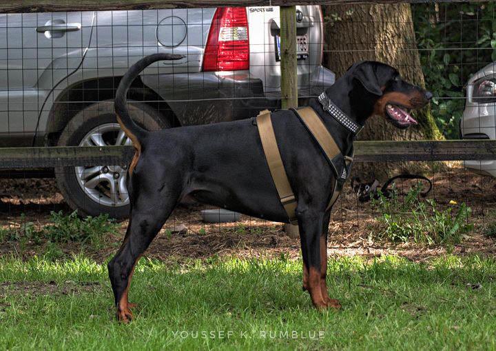BESTIA DOG SPORT GripPro Heavy Duty Harness - Image 9