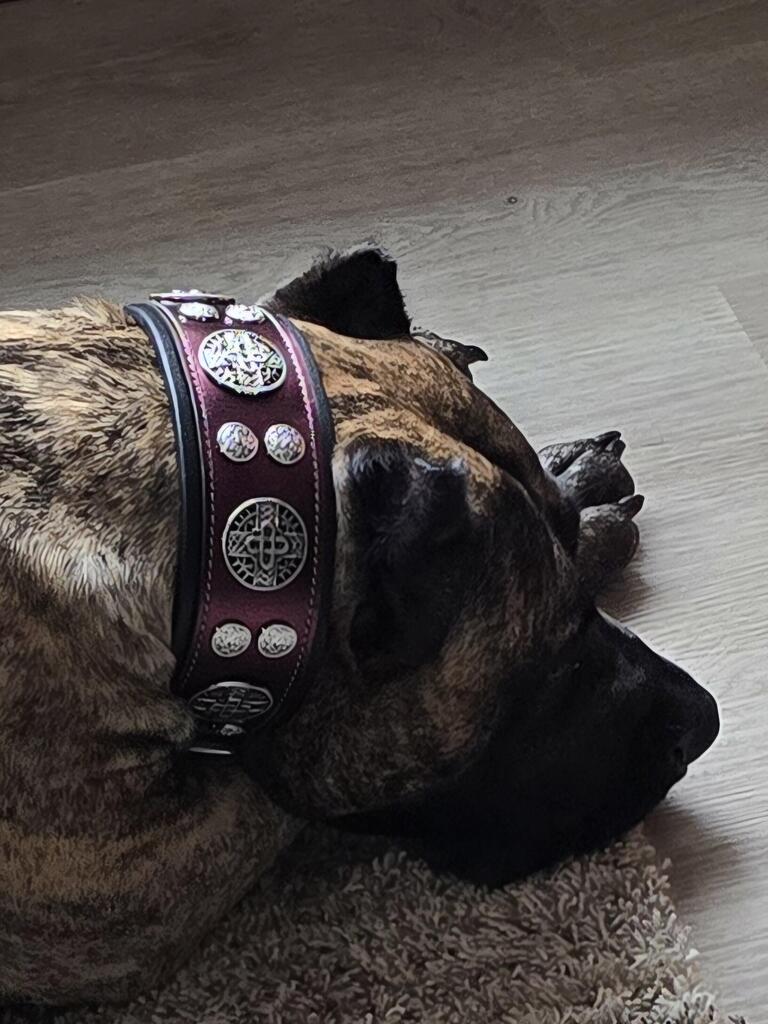 The "Hektor" Burgundy Collar LIMITED - Image 3