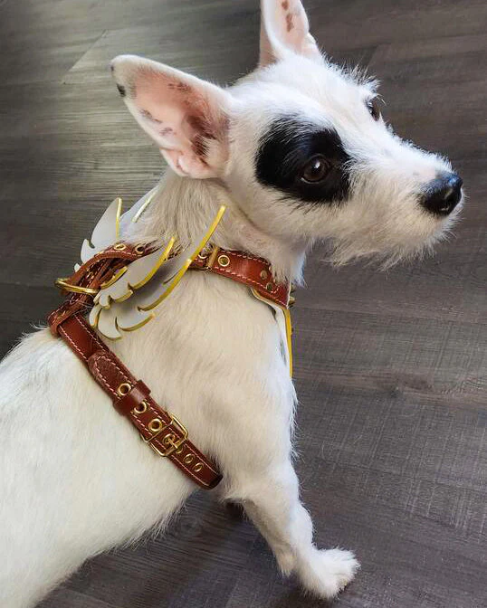 The "Hermeses" leather harness - Small to Medium Size - Image 4