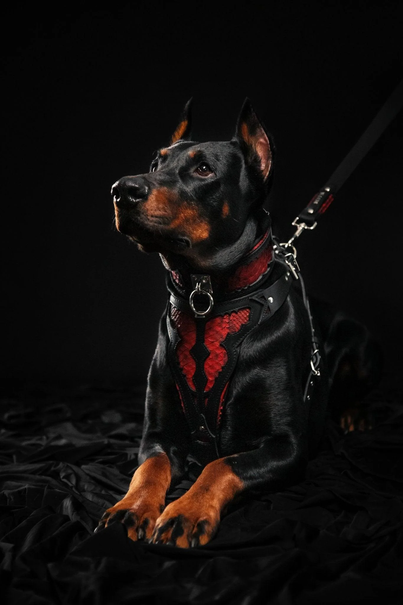 The ''Red Dragon'' leash - Image 7