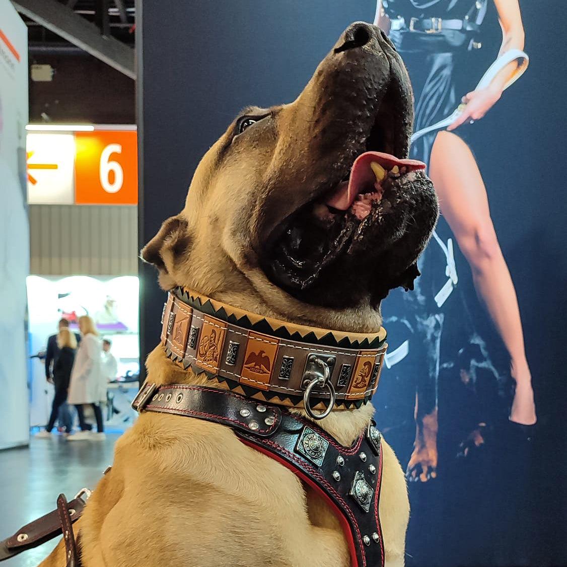 The ''SPQR'' Dog Collar - Image 4