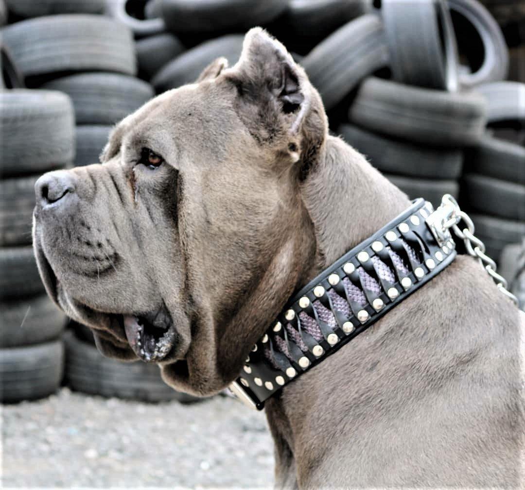 The ''Steampunk'' collar exclusive design - Image 3