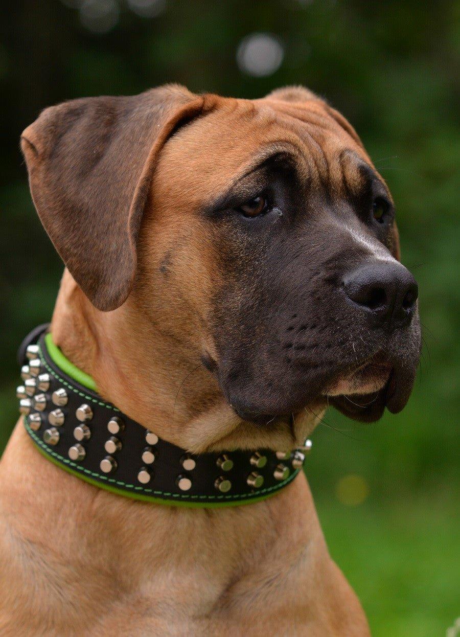 The "Stud" dog collar - Image 4